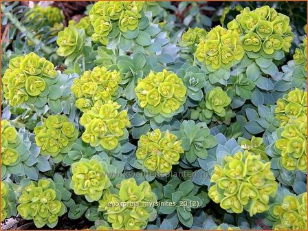 Euphorbia myrsinites | Wolfsmelk