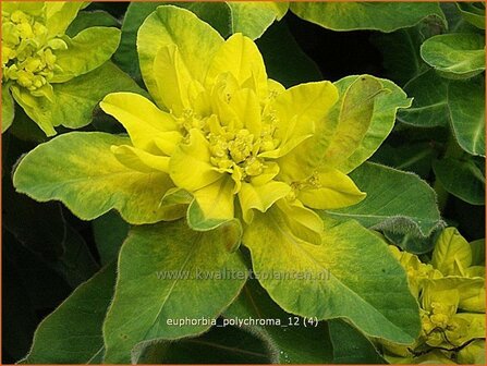 Euphorbia polychroma | Kleurige wolfsmelk, Wolfsmelk | Gold-Wolfsmilch