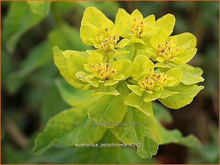 Euphorbia polychroma | Kleurige wolfsmelk, Wolfsmelk | Gold-Wolfsmilch