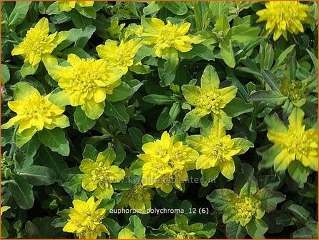 Euphorbia polychroma | Kleurige wolfsmelk, Wolfsmelk | Gold-Wolfsmilch