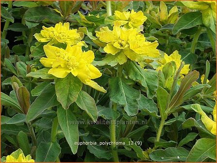 Euphorbia polychroma | Kleurige wolfsmelk, Wolfsmelk | Gold-Wolfsmilch