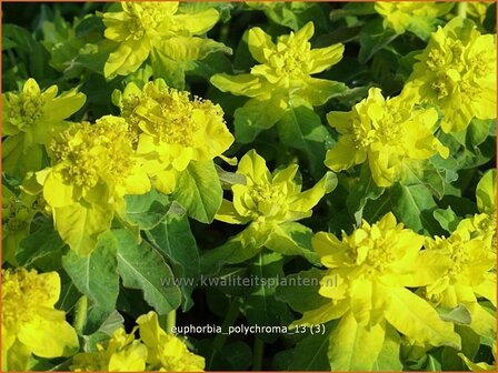 Euphorbia polychroma | Kleurige wolfsmelk, Wolfsmelk | Gold-Wolfsmilch