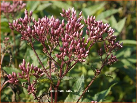 Eupatorium &#039;Baby Joe&#039; | Leverkruid, Koninginnekruid