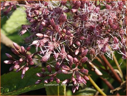 Eupatorium &#039;Baby Joe&#039; | Leverkruid, Koninginnekruid