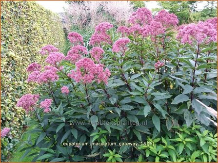 Eupatorium maculatum &#039;Gateway&#039; | Koninginnekruid, Leverkruid