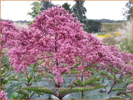 Eupatorium maculatum &#039;Gateway&#039; | Koninginnekruid, Leverkruid