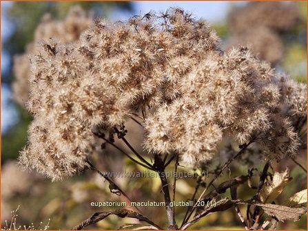 Eupatorium maculatum &#039;Glutball&#039; | Leverkruid, Koninginnekruid