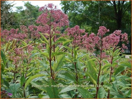 Eupatorium maculatum &#039;Purple Bush&#039; | Koninginnekruid, Leverkruid | Gefleckter Wasserdost | Spotted Joe Pye Weed