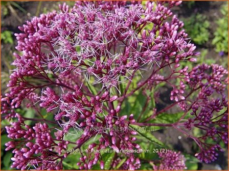 Eupatorium maculatum &#039;Riesenschirm&#039; | Leverkruid, Koninginnekruid