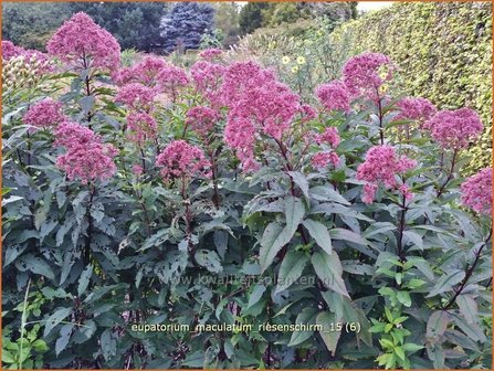 Eupatorium maculatum &#039;Riesenschirm&#039; | Koninginnekruid, Leverkruid