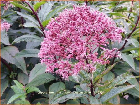 Eupatorium maculatum &#039;Riesenschirm&#039; | Koninginnekruid, Leverkruid