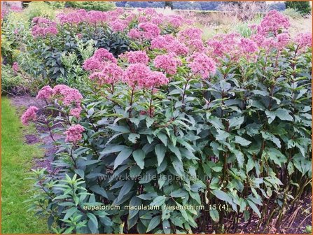 Eupatorium maculatum &#039;Riesenschirm&#039; | Koninginnekruid, Leverkruid