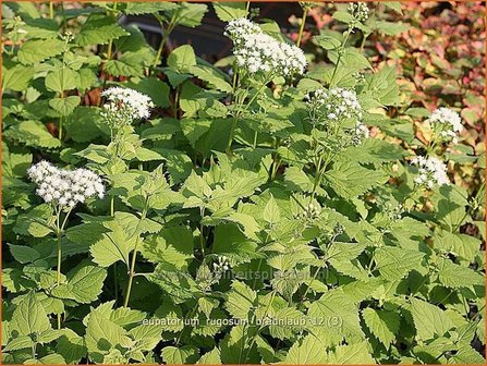 Eupatorium rugosum &#039;Braunlaub&#039; | Leverkruid, Koninginnekruid