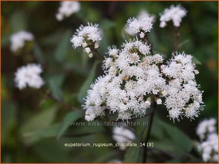 Eupatorium rugosum &#039;Chocolate&#039; | Leverkruid, Koninginnekruid