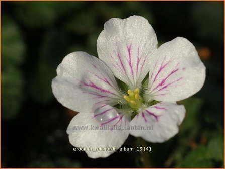 Erodium reichardii &#039;Album&#039; | Reigersbek