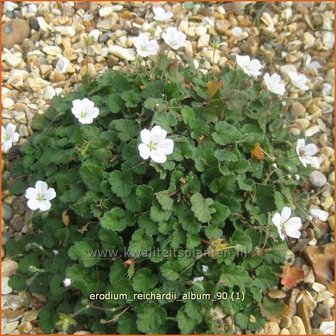 Erodium reichardii &#039;Album&#039; | Reigersbek