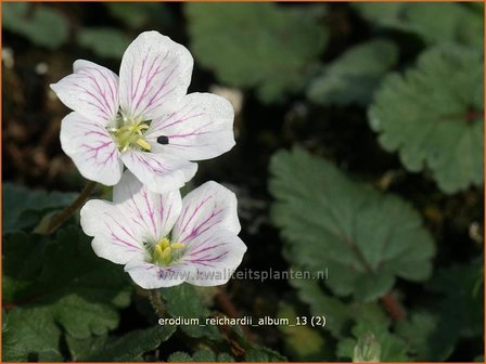 Erodium reichardii &#039;Album&#039; | Reigersbek