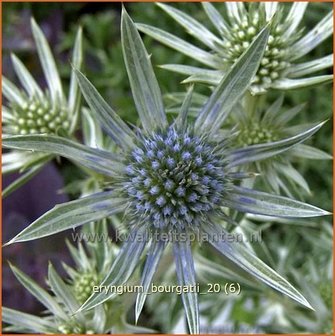 Eryngium bourgatii | Kruisdistel