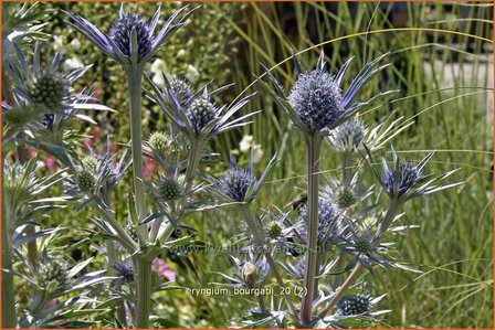 Eryngium bourgatii | Kruisdistel