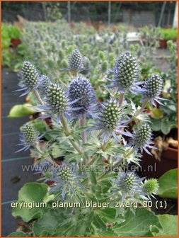 Eryngium planum &#039;Blauer Zwerg&#039; | Blauwe distel, Framboosdistel, Kruisdistel | Flachbl&auml;ttriger Mannstreu