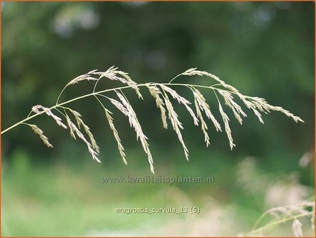 Eragrostis curvula | Liefdesgras