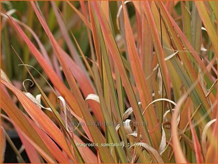 Eragrostis spectabilis | Liefdesgras