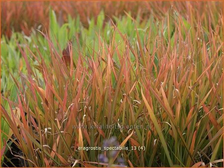 Eragrostis spectabilis | Liefdesgras