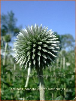 Echinops bannaticus &#039;Star Frost&#039; | Kogeldistel