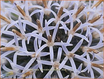 Echinops bannaticus &#039;Taplow Blue&#039; | Kogeldistel | Banater Kugeldistel