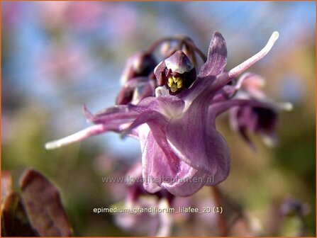 Epimedium grandiflorum &amp;#39;Lilafee&amp;#39; | Elfenbloem | Gro&szlig;bl&uuml;tige Elfenblume