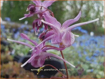 Epimedium grandiflorum &amp;#39;Lilafee&amp;#39; | Elfenbloem | Gro&szlig;bl&uuml;tige Elfenblume