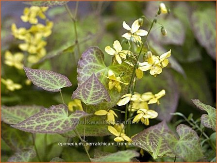 Epimedium perralchicum &#039;Frohnleiten&#039; | Elfenbloem