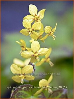 Epimedium perralchicum &#039;Frohnleiten&#039; | Elfenbloem