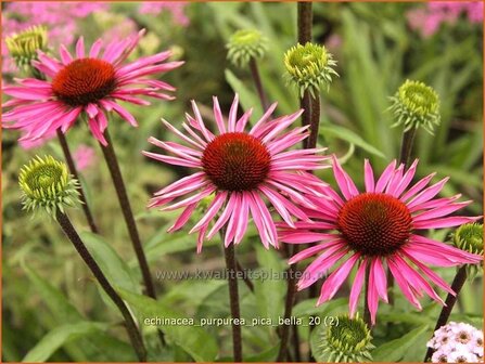 Echinacea purpurea &#039;Pica Bella&#039; | Rode zonnehoed, Zonnehoed | Roter Sonnenhut