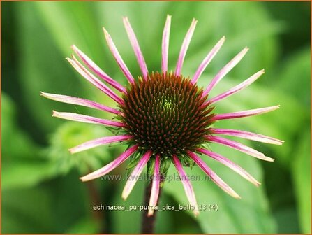 Echinacea purpurea &#039;Pica Bella&#039; | Rode zonnehoed, Zonnehoed | Roter Sonnenhut