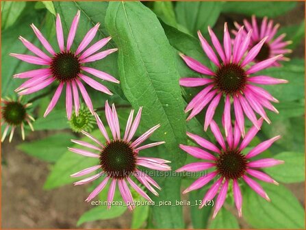 Echinacea purpurea &#039;Pica Bella&#039; | Rode zonnehoed, Zonnehoed | Roter Sonnenhut