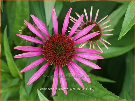 Echinacea purpurea &#039;Pica Bella&#039; | Rode zonnehoed, Zonnehoed | Roter Sonnenhut