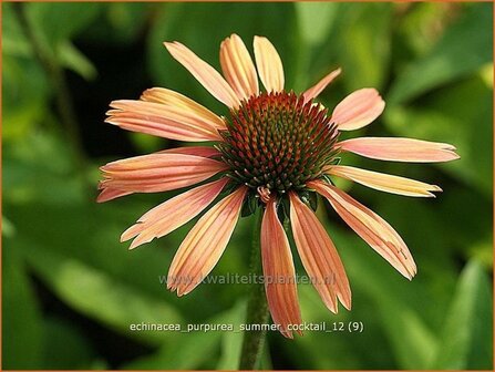 Echinacea purpurea &#039;Summer Cocktail&#039; | Zonnehoed