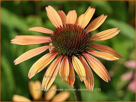 Echinacea purpurea &#039;Summer Cocktail&#039; | Zonnehoed