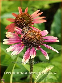 Echinacea purpurea &#039;Summer Cocktail&#039; | Zonnehoed