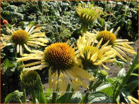 Echinacea purpurea &#039;Sunrise&#039; | Zonnehoed