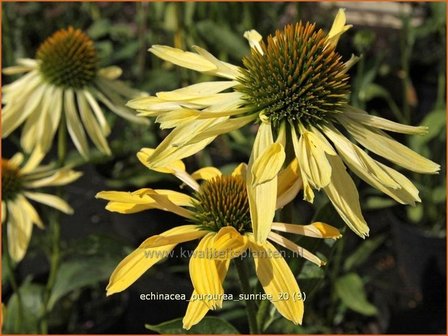 Echinacea purpurea &#039;Sunrise&#039; | Zonnehoed