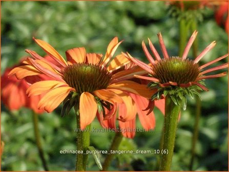 Echinacea purpurea &#039;Tangerine Dream&#039; | Rode zonnehoed, Zonnehoed | Roter Sonnenhut