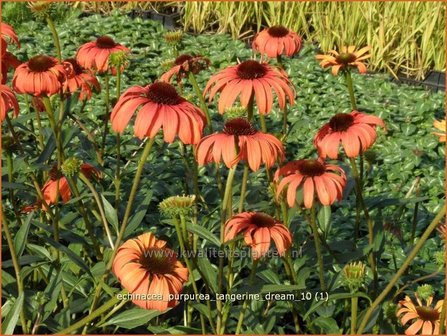 Echinacea purpurea &#039;Tangerine Dream&#039; | Rode zonnehoed, Zonnehoed | Roter Sonnenhut