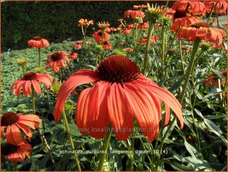 Echinacea purpurea &#039;Tangerine Dream&#039; | Rode zonnehoed, Zonnehoed | Roter Sonnenhut