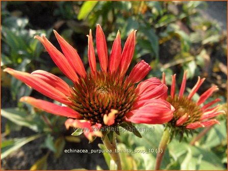 Echinacea purpurea &#039;Tomato Soup&#039; | Zonnehoed