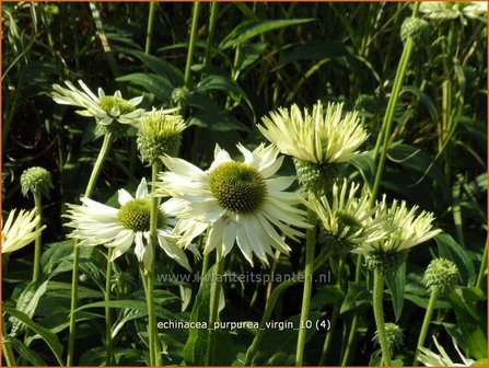 Echinacea purpurea &#039;Virgin&#039; | Zonnehoed