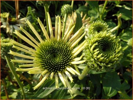 Echinacea purpurea &#039;Virgin&#039; | Zonnehoed