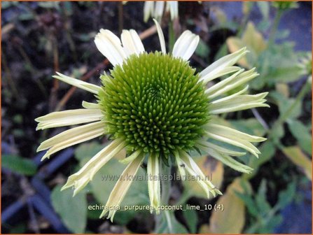 Echinacea purpurea &#039;Coconut Lime&#039; | Zonnehoed