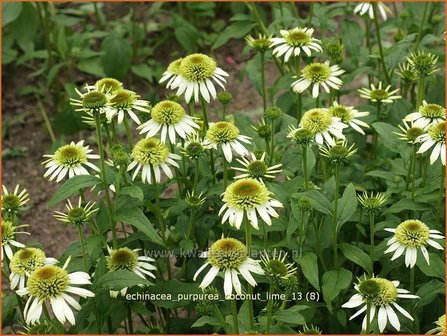 Echinacea purpurea &#039;Coconut Lime&#039; | Zonnehoed